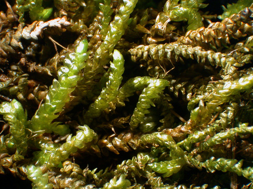 Moss or liverwort species - Moss - Scleropodium obtusifolium